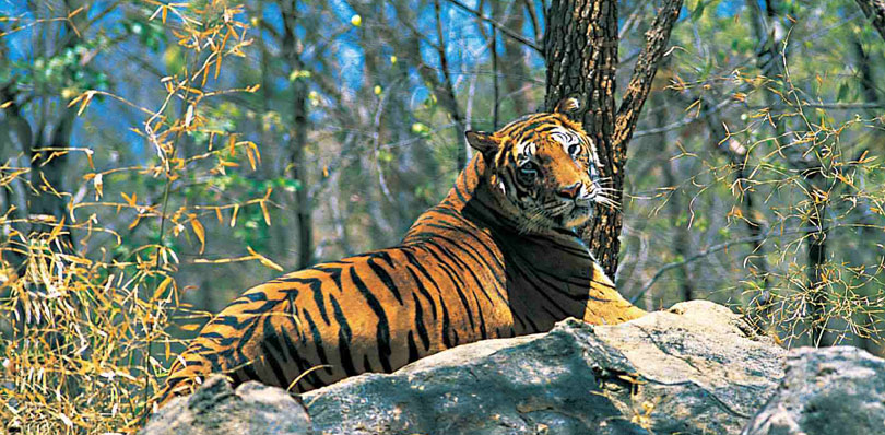 Image result for nahargarh biological park jaipur